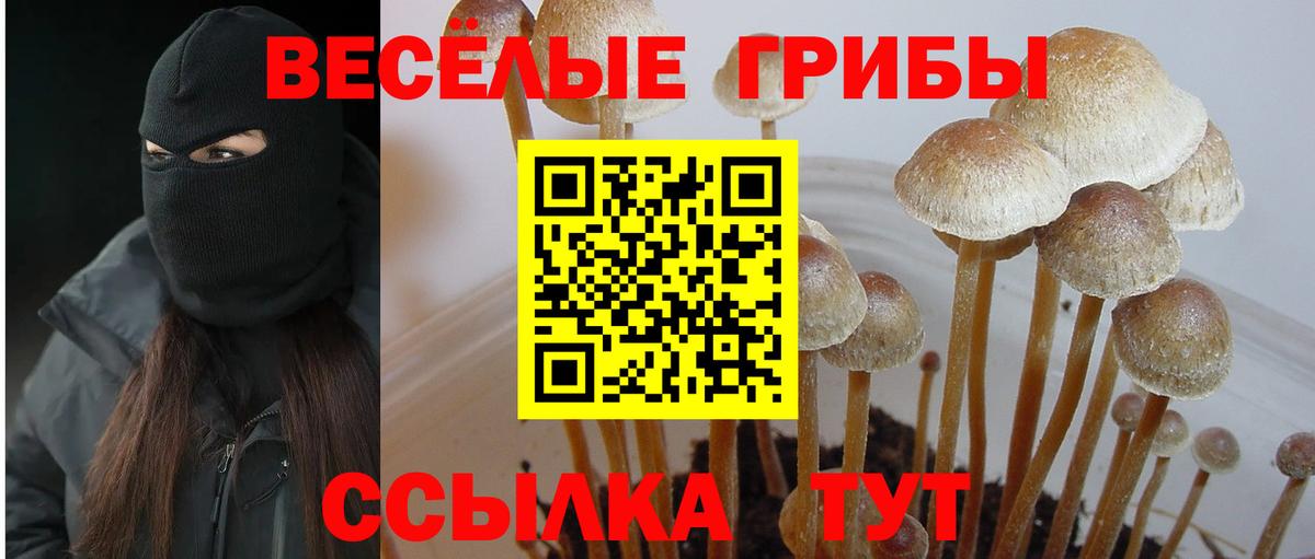 Томск  Псилоцибиновые грибы мухоморы  Вход с VPN 
